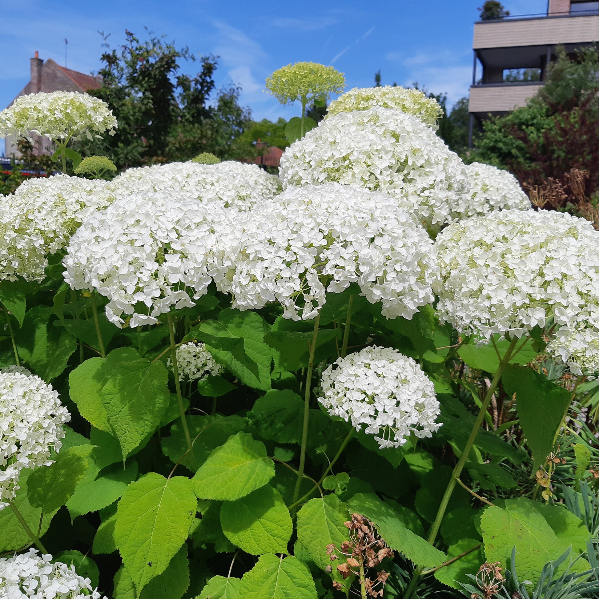 Hortensie 'Strong Annabelle' - Hydrangea arborescens 'strong annabelle'