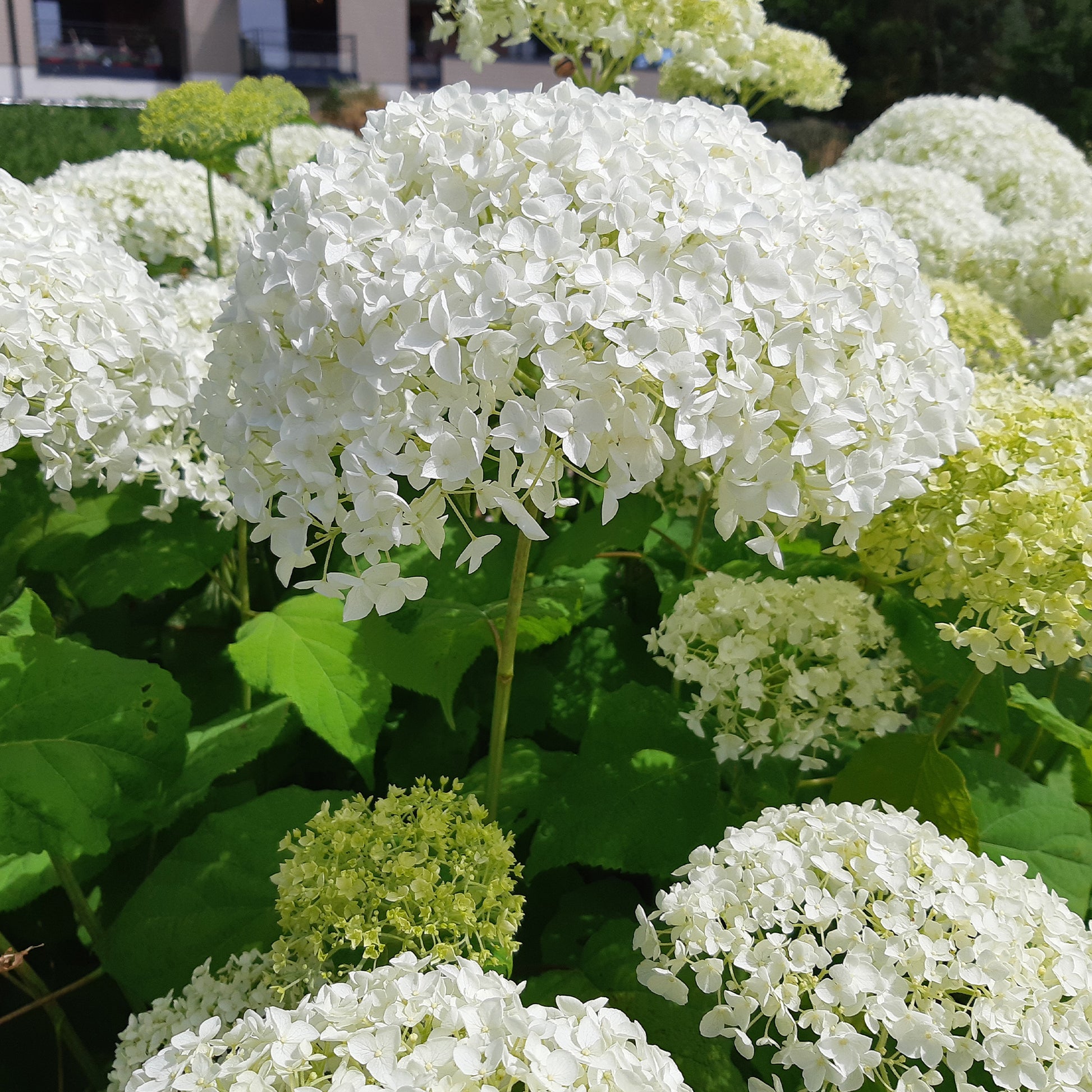 Hortensie 'Strong Annabelle' - Hydrangea arborescens 'strong annabelle'