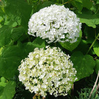 Verkauf Hortensie 'Strong Annabelle' - Hydrangea arborescens 'strong annabelle'