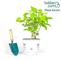 Hortensie 'Strong Annabelle'