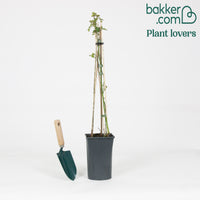 Kletterrose 'Crazy in Love' rot - Rosa hybride 'crazy in love red' - Rosen