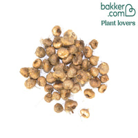 Klebschwertel Mischung