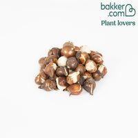 Tulpen Mischung '60 days of Tulips' (x30) - Tulipa