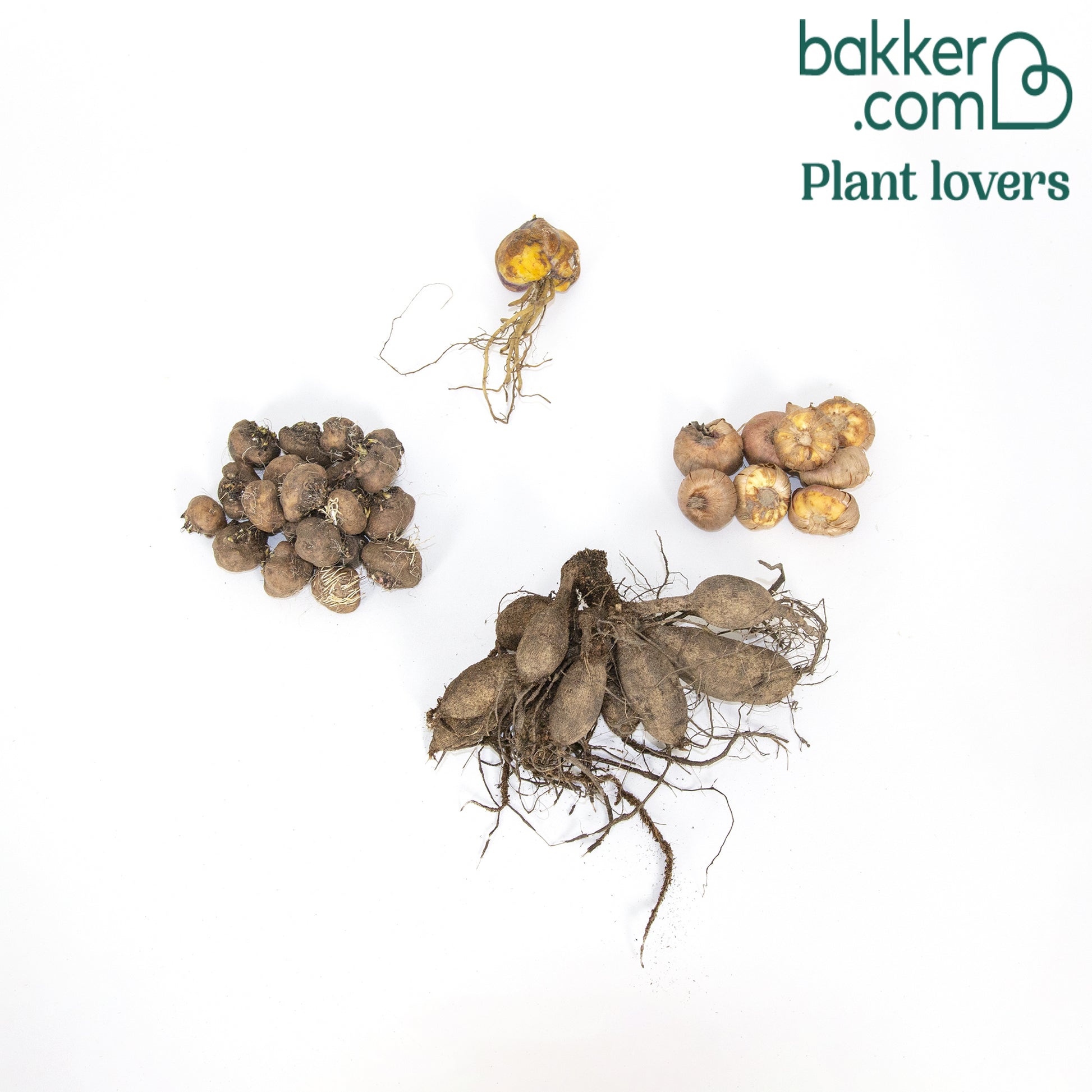 Blumenzwiebeln Mischung 'Hello Summer!' (x30) - Dahlia, lilium, gladiolus, liatris