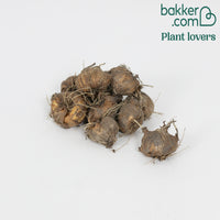 Montbretien 'Prince of Orange' (x10) - Crocosmia  'prince of orange'