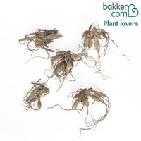 Dahlien Mischung  (x5)