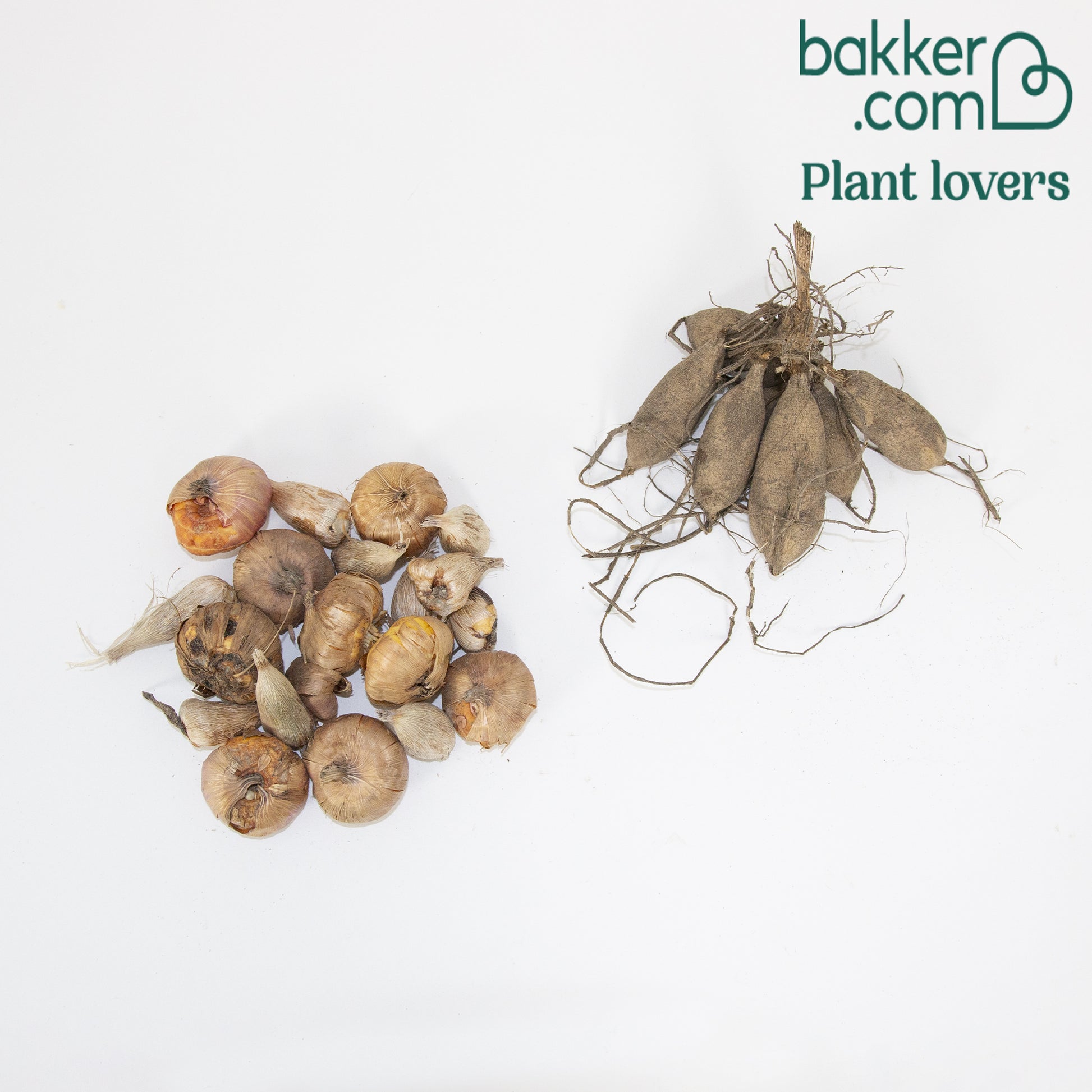 Blumenzwiebel Mischung 'The Purple Bag' (x20) - Dahlia, gladiolus, freesia