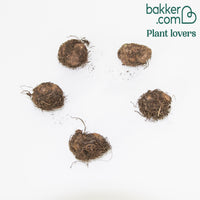 Begonie 'Scarlet' (x5) - Begonia pendula 'scarlet' - Begonien