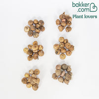 Gladiolen Mischung (x60)