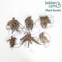 Dahlien Mischung 'HS Butterfly' (x6)