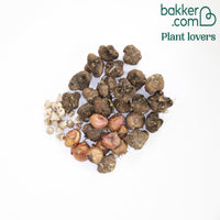 Blumenzwiebel Mischung 'For Bees & Butterflies' (x50)