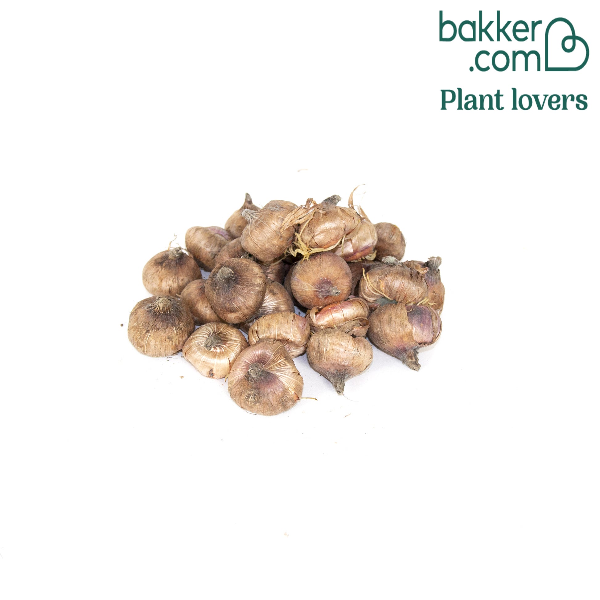 Großblütige Gladiole 'Black Jack' (x25) - Gladiolus 'black jack'