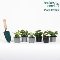 Fuchsia Mischung 'All in One' (x6)