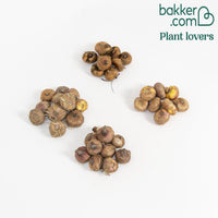 Großblütige Gladiolen Mischung (x40)