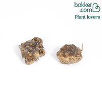 Gefleckte Calla (x2)