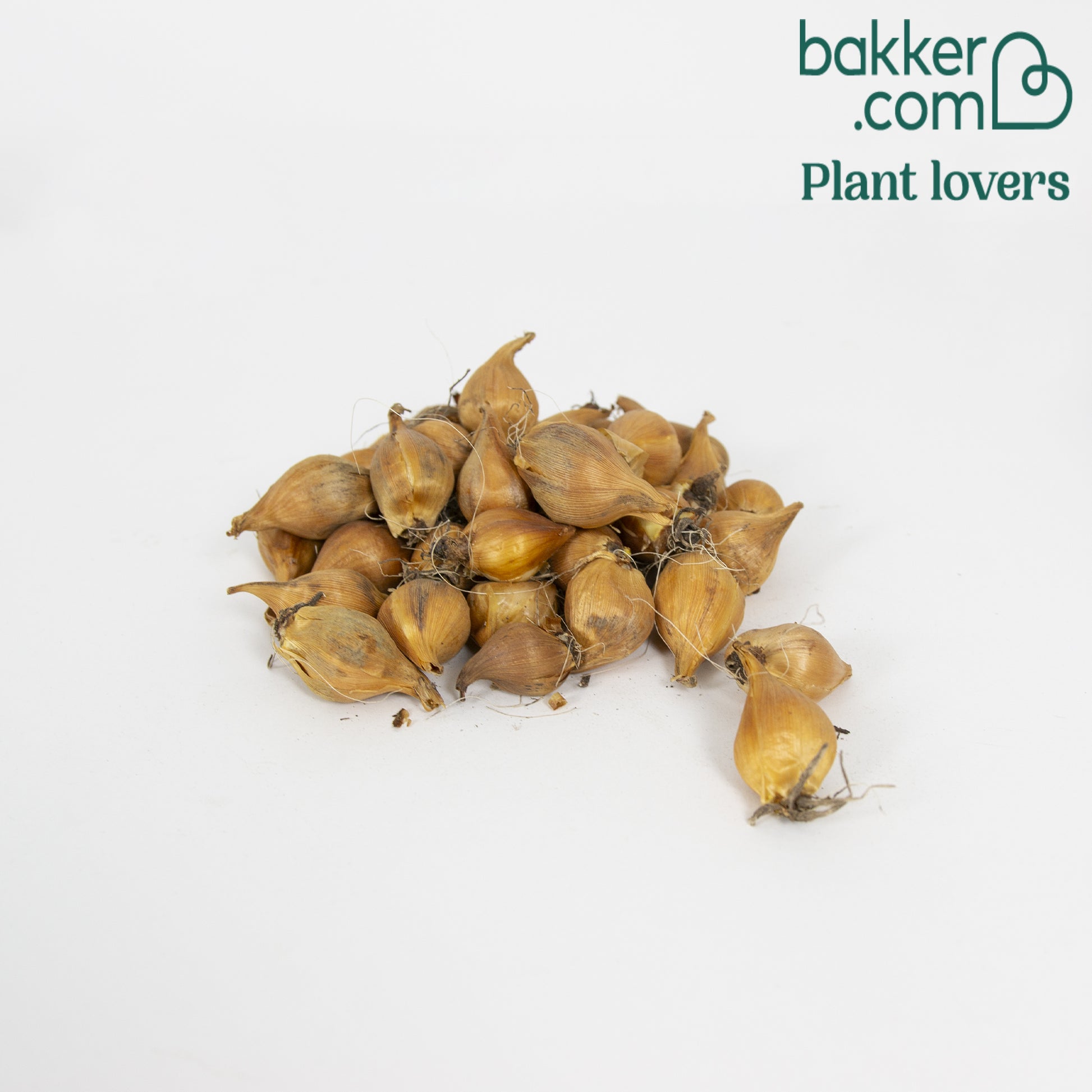 Holländische Iris Mischung (x40) - Iris hollandica 'tiger'