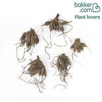 Dahlien 'Ball' Mischung Biologisch (x5) - Dahlia 'ball'