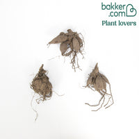 Dahlien 'Avignon' + 'Vancouver' (x3)