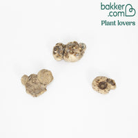 Calla Mischung (gelb-rot-rosa) (x3) - Zantedeschia 'summer time'