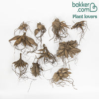 Dahlia 'The Ten' Mischung (x10) - Dahlia 'the ten' - Bakker