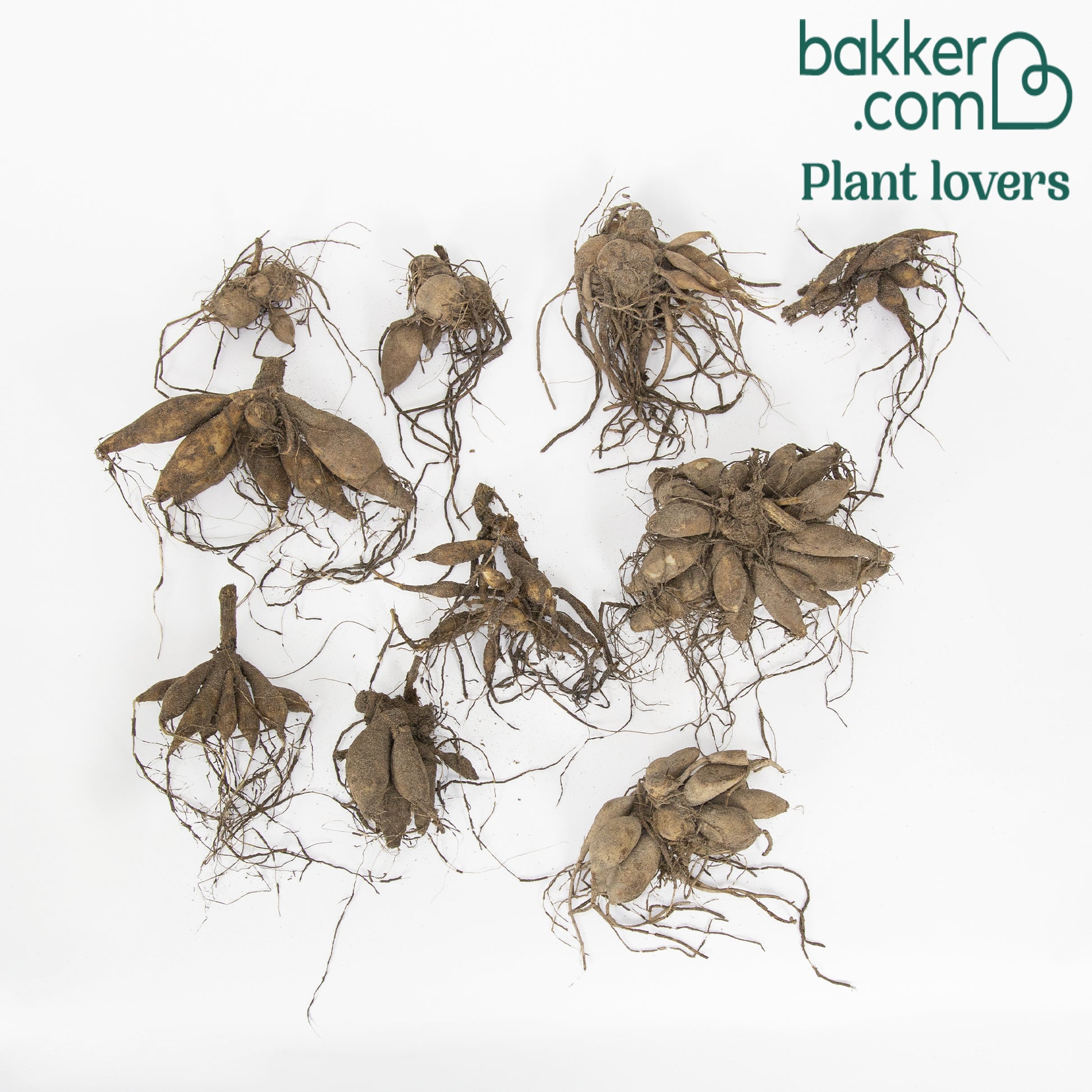 Dahlia 'The Ten' Mischung (x10) - Dahlia 'the ten' - Bakker