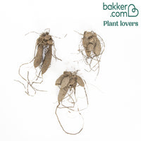 Dahlie 'Fleurel' (x3)