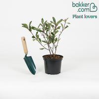 Glanzmispel 'Pink Marble' - Photinia fraseri 'pink marble'