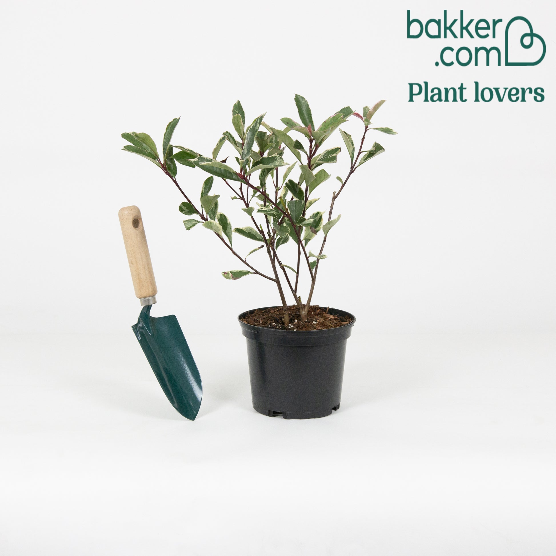 Glanzmispel 'Pink Marble' - Photinia fraseri 'pink marble'