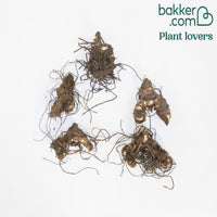 Indisches Blumenrohr Mischung (x5) - Canna 'richard wallace','red dazzler','city of portland'