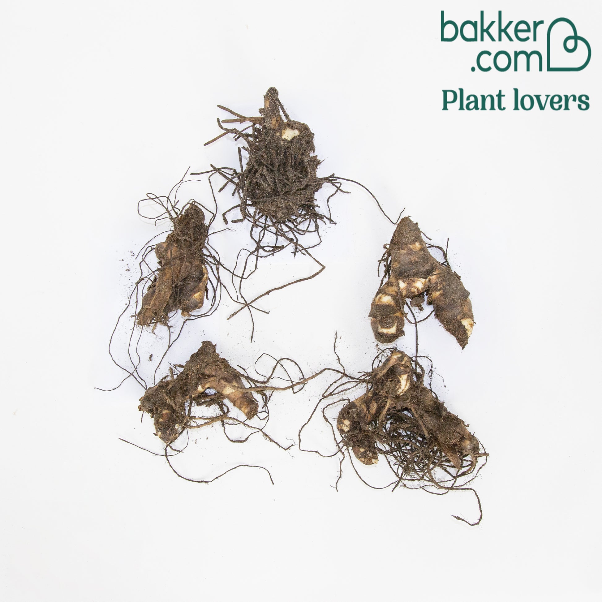 Indisches Blumenrohr Mischung (x5) - Canna 'richard wallace','red dazzler','city of portland'