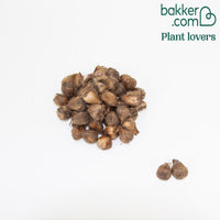 Glücksklee 'Iron Cross' (x50) - Oxalis deppei 'iron cross'