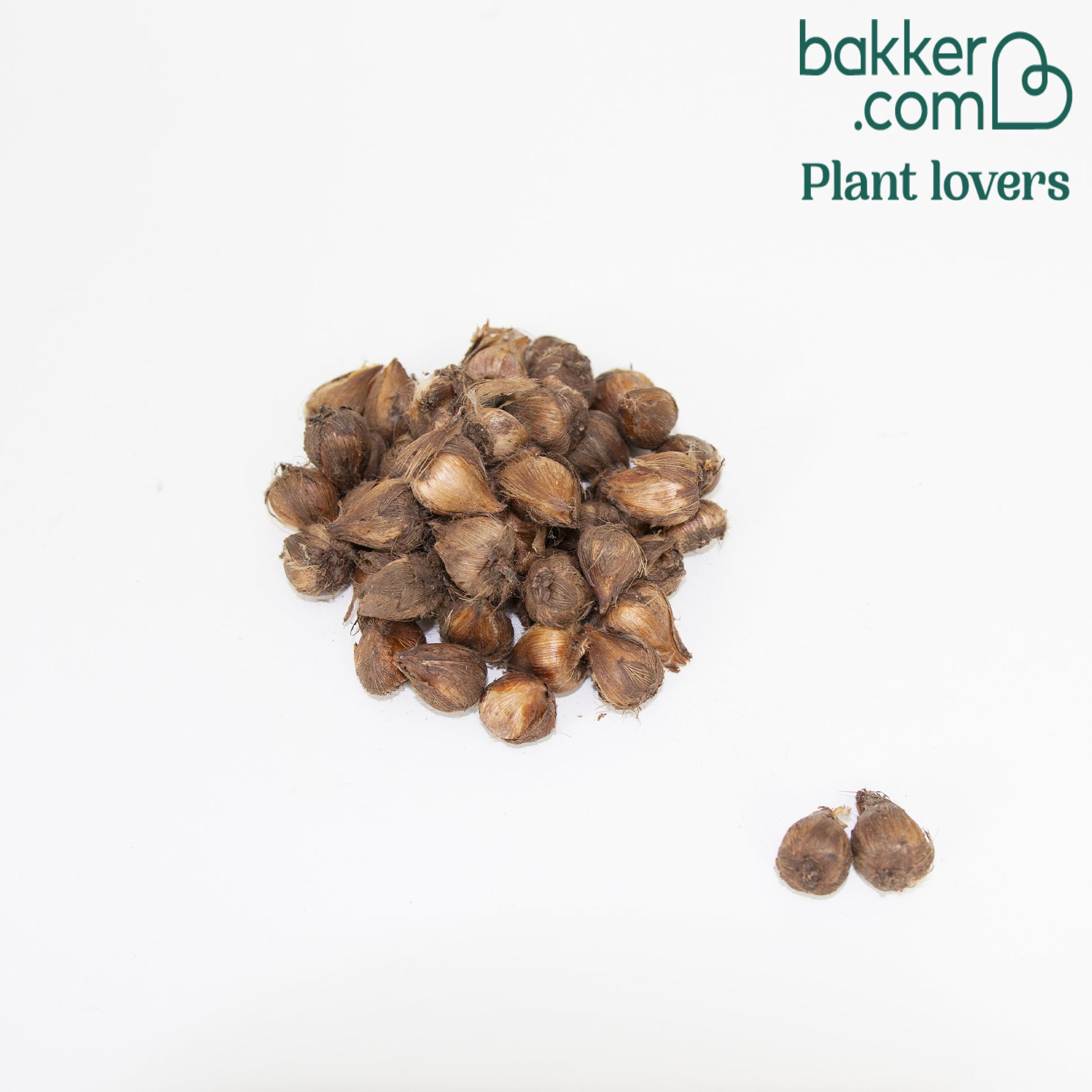 Glücksklee 'Iron Cross' (x50) - Oxalis deppei 'iron cross'