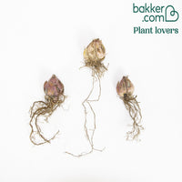 Lankongense Lilie (x3)