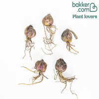 Lilie 'Rising Moon' (x5)