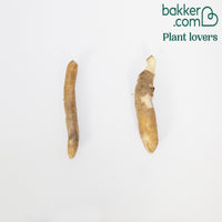 Ruhmeskrone 'Rothschildiana' (x2) - Gloriosa superba  'rothschildiana'