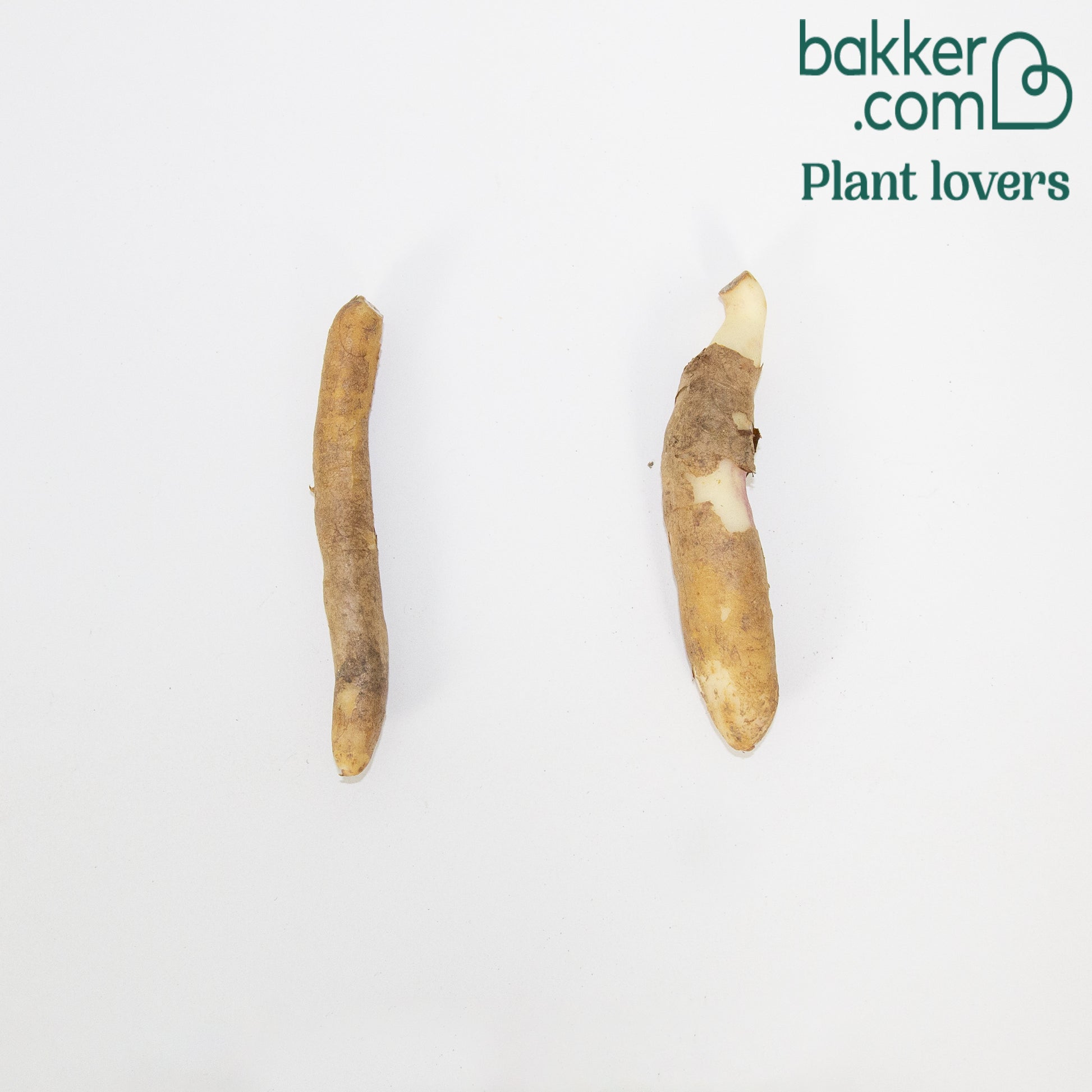 Ruhmeskrone 'Rothschildiana' (x2) - Gloriosa superba  'rothschildiana'