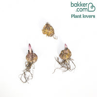 Doppelblütige Lilien Mischung 'The Roses' (x3)