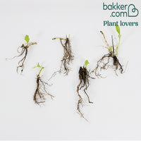 Japanische Krötenlilien Mischung (x5) - Tricyrtis hirta