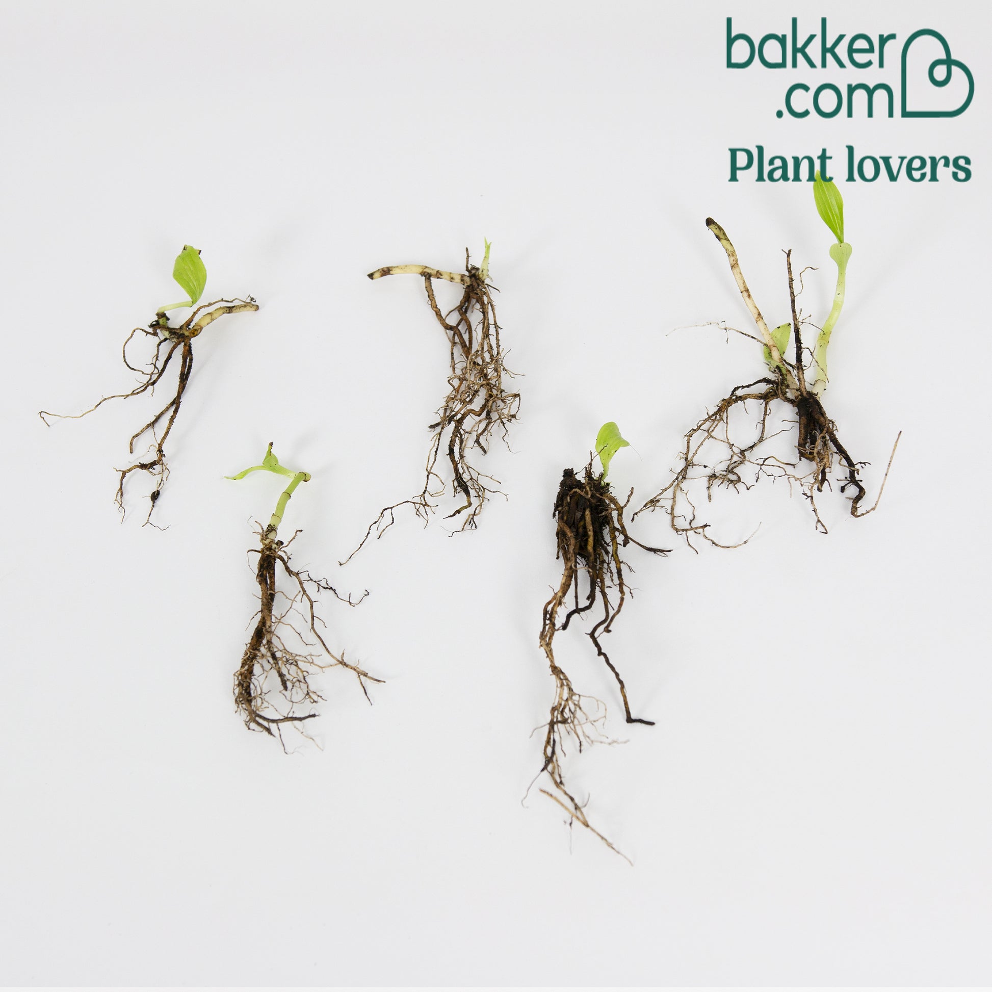 Japanische Krötenlilien Mischung (x5) - Tricyrtis hirta