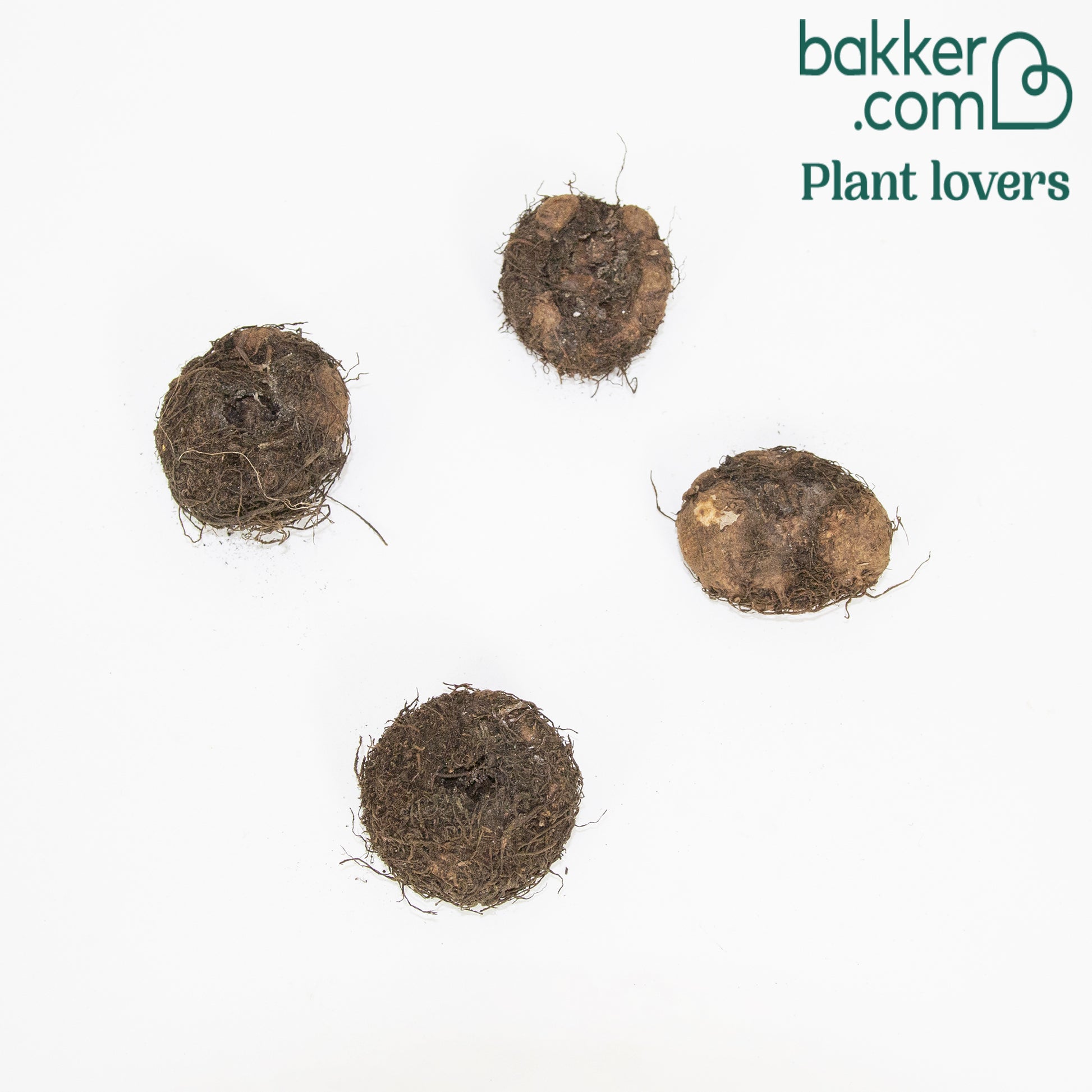 Knollenbegonie orange (x4) - Begonia pendula