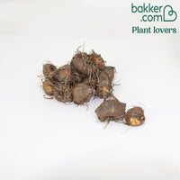 Montbretie 'Sunglow' (x20) - Crocosmia  'sunglow'