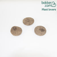 Alpenveilchen rosa (x3) - Cyclamen hederifolium