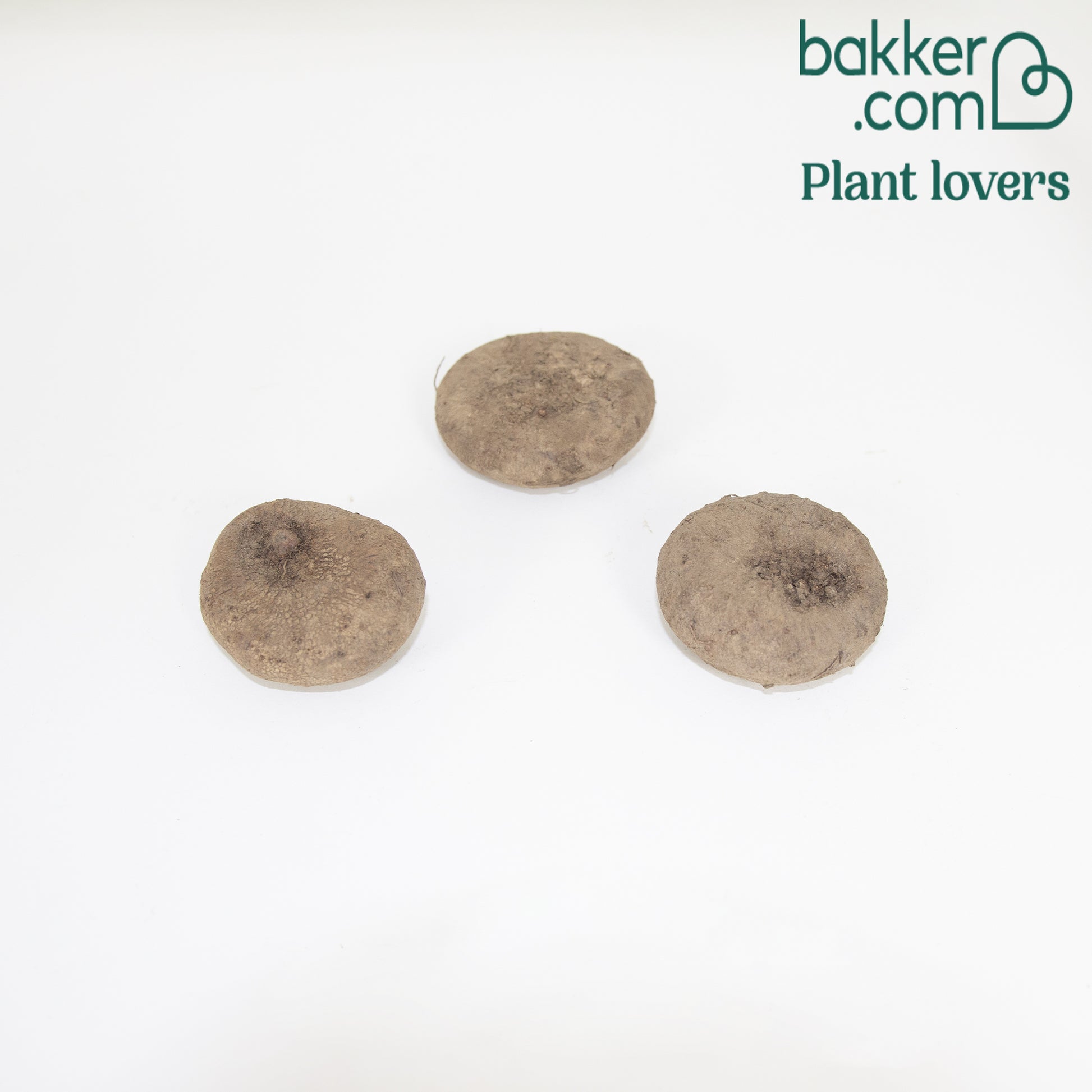 Alpenveilchen rosa (x3) - Cyclamen hederifolium