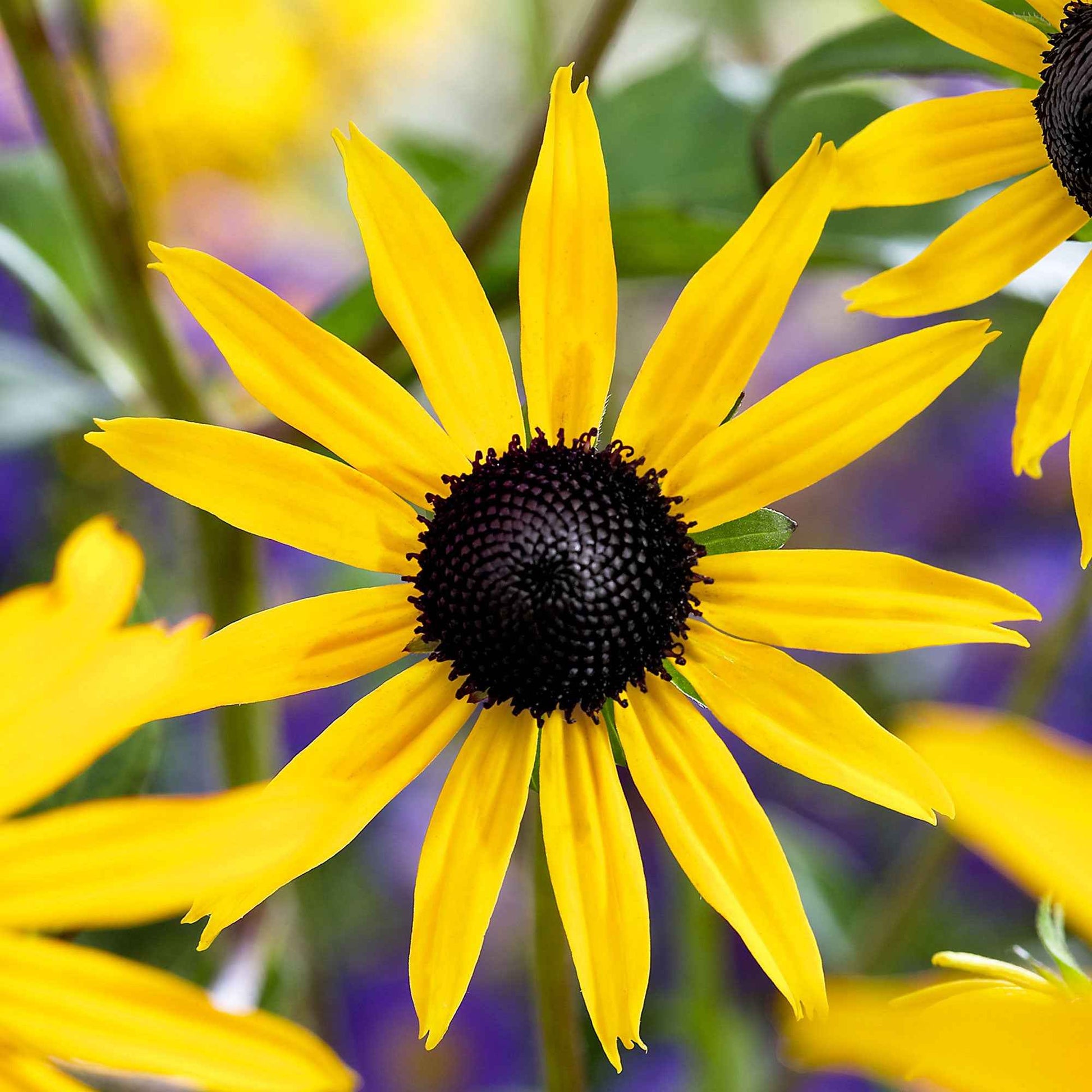 Rudbeckia - Leuchtender Sonnenhut 'Goldsturm' - Rudbeckia fulgida Goldsturm