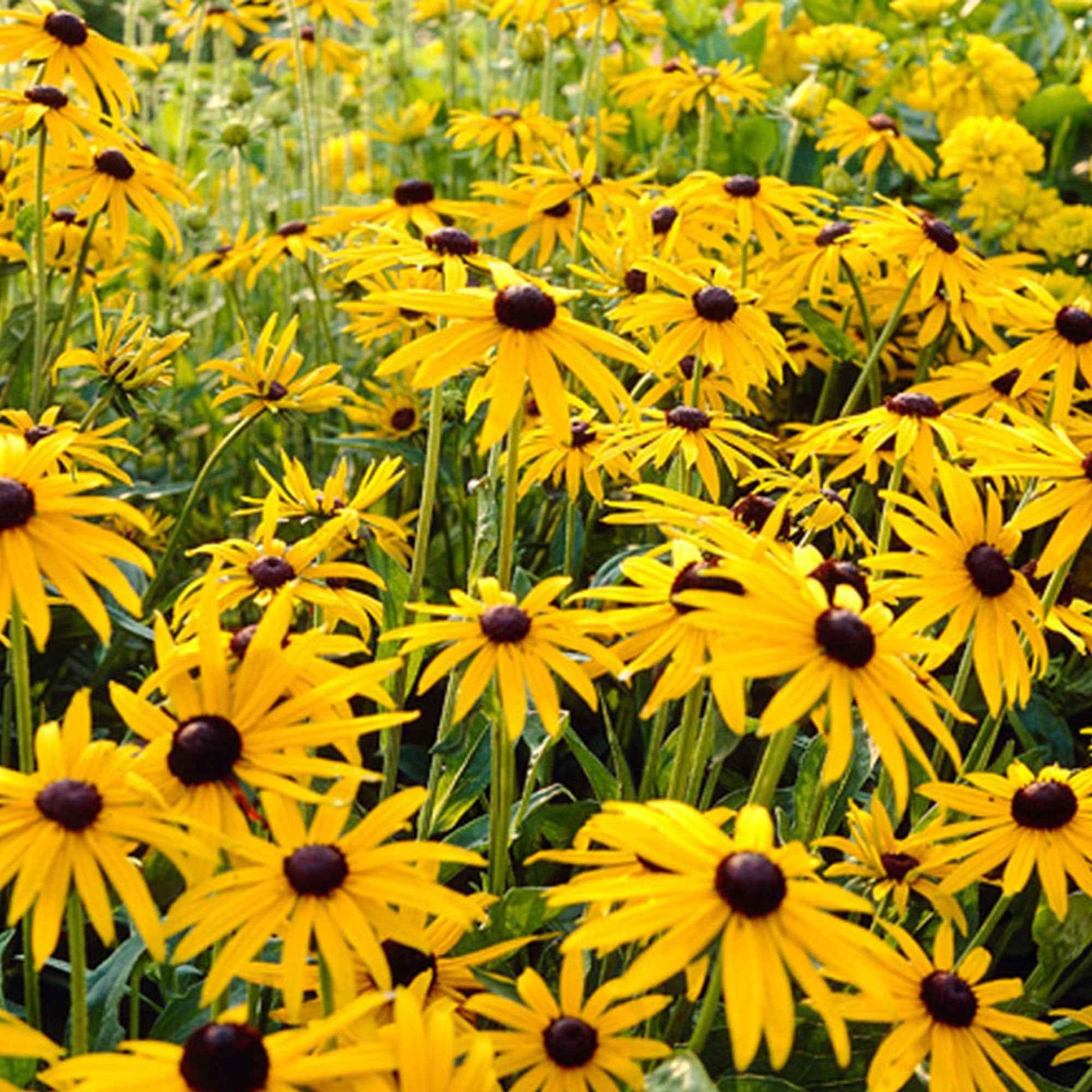 Rudbeckia fulgida Goldsturm - Leuchtender Sonnenhut 'Goldsturm' - Rudbeckia