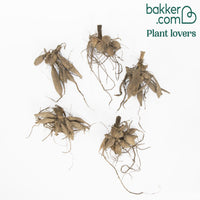 Großblütige Dahlie Mischung 'Mammoth' (x5) - Dahlia 'mammoth' - Dahlien