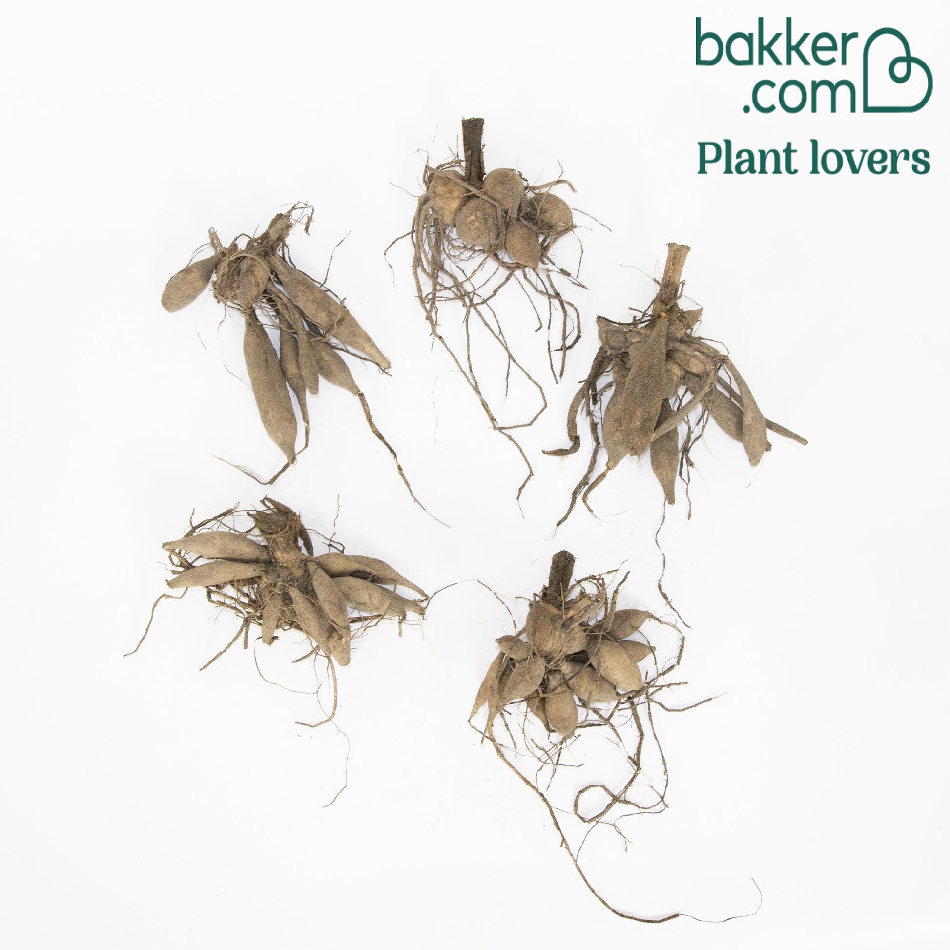 Großblütige Dahlie Mischung 'Mammoth' (x5) - Dahlia 'mammoth' - Dahlien