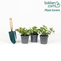 Zauberglöckchen gelb/rot (x3)