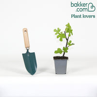 Feigenbaum 'Brown Turkey'