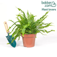 Schwertfarn Nephrolepis 'Green Lady'